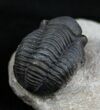 Small Gerastos Trilobite From Morocco #2132-1